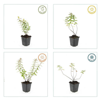 Großblumiges Johanniskraut - Hypericum 'Hidcote' - ↕10-25cm - Ø9cm - 40 Stück