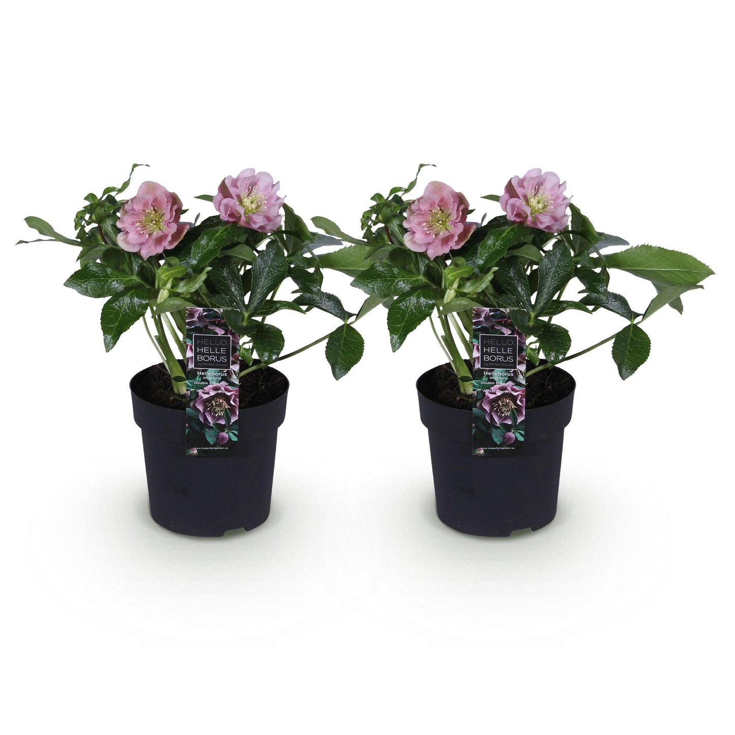 GreenboutiQ - Gartenpflanze - Lenzrose - Helleborus orientalis Double Ellen Pink - Rosa Blüte - 2 Pflanzen - Immergrün - Topf 14cm Höhe 35cm 