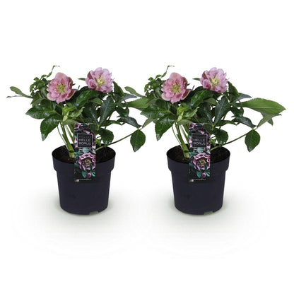 GreenboutiQ - Gartenpflanze - Lenzrose - Helleborus orientalis Double Ellen Pink - Rosa Blüte - 2 Pflanzen - Immergrün - Topf 14cm Höhe 35cm 