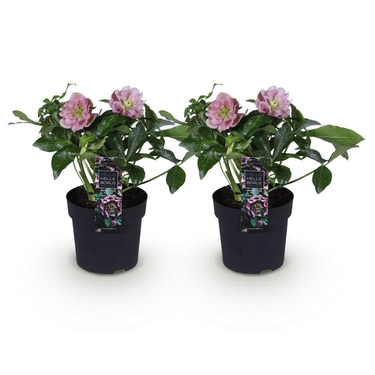 GreenboutiQ - Gartenpflanze - Lenzrose - Helleborus orientalis Double Ellen Pink - Rosa Blüte - 2 Pflanzen - Immergrün - Topf 14cm Höhe 35cm 