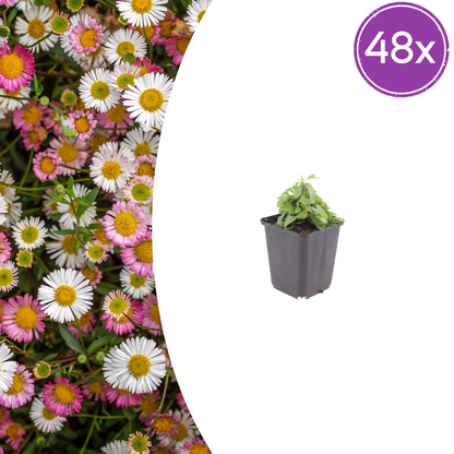 Erigeron karvinskianus Mexikanisches Gänseblümchen – 48 Pflanzen Ø9cm – Höhe 10-25cm – Dauerblühende Staude für Beete Mauern Töpfe Balkon – winterhart pflegeleicht bienenfreundlich