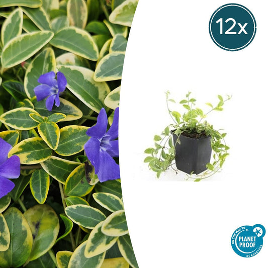 Kleinblättriges Immergrün Vinca minor 'Aureovariegata' – ↕10-25cm – Ø9cm – 12 Pflanzen – Wintergrüner Bodendecker mit goldgerandetem Laub – Violette Blüten – Für Beete & schattige Bereiche – Pflegeleicht & robust