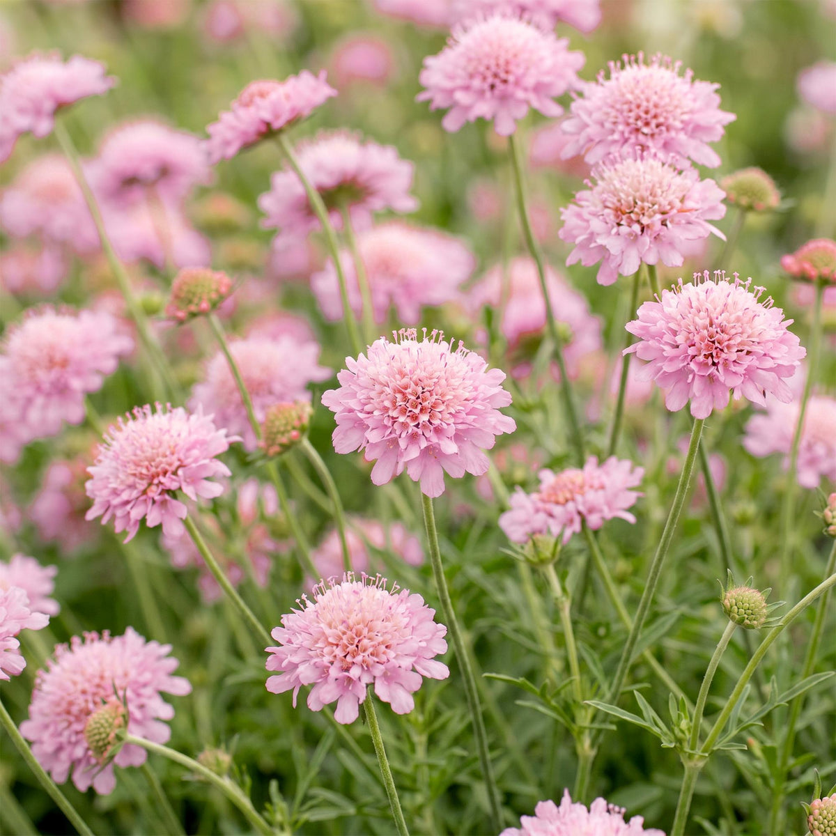 Skabiose 'Pink Mist' – Scabiosa columbaria 'Pink Mist' – 3 Pflanzen – Topf Ø11cm – Bienenfreundliche Staude für Garten & Balkon