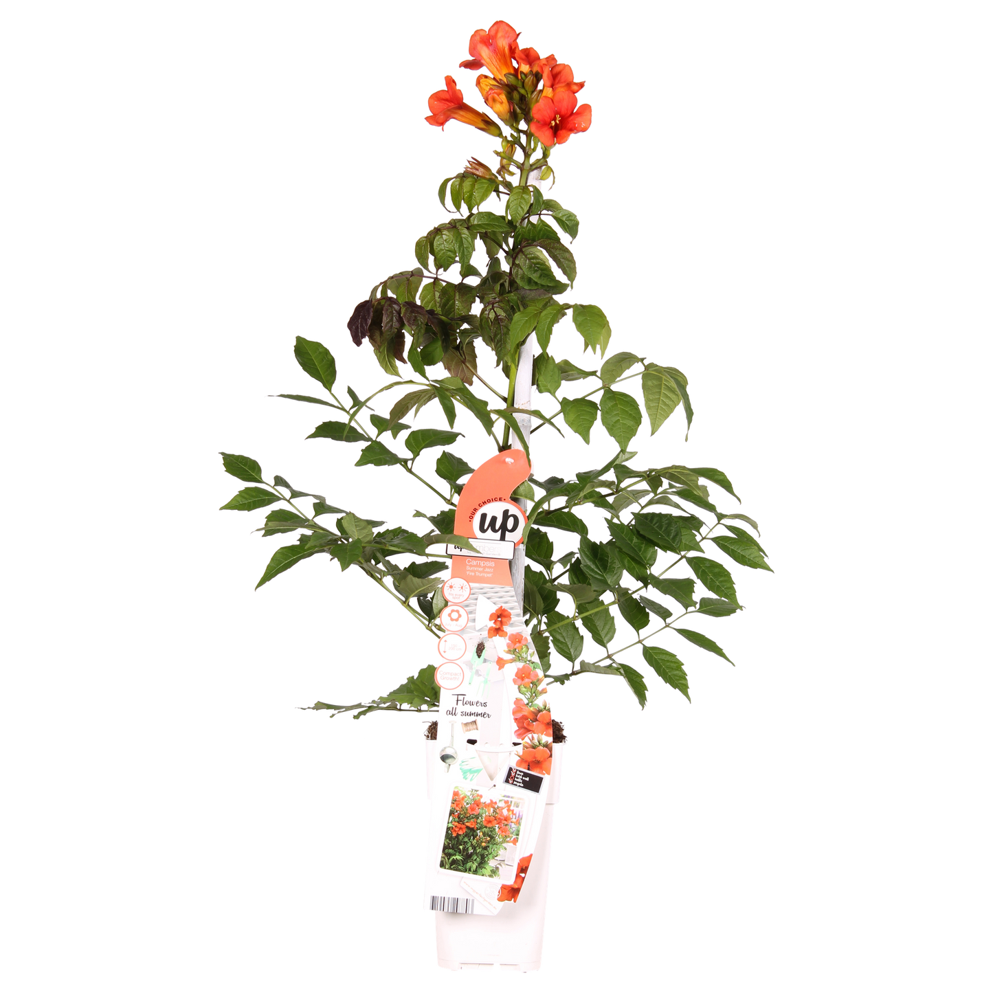 Trompetenblume - Campsis Summer Jazz Fire Trumpet - Ø15cm - Höhe 65cm - Rote Kletterpflanze für Garten, Terrasse & Balkon 