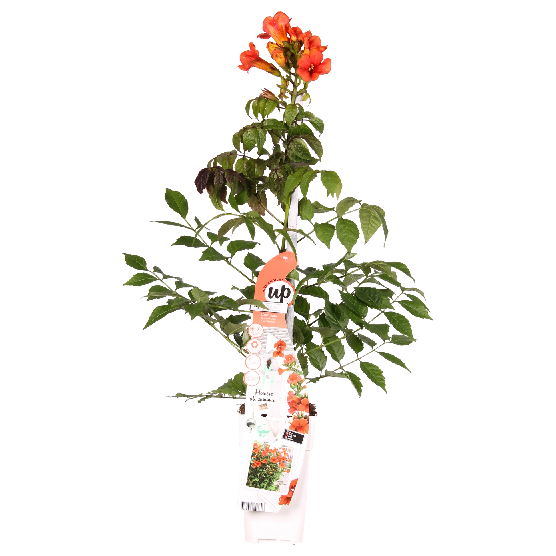 Trompetenblume - Campsis Summer Jazz Fire Trumpet - Ø15cm - Höhe 65cm - Rote Kletterpflanze für Garten, Terrasse & Balkon 