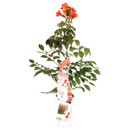 Trompetenblume - Campsis Summer Jazz Fire Trumpet - Ø15cm - Höhe 65cm - Rote Kletterpflanze für Garten, Terrasse & Balkon 