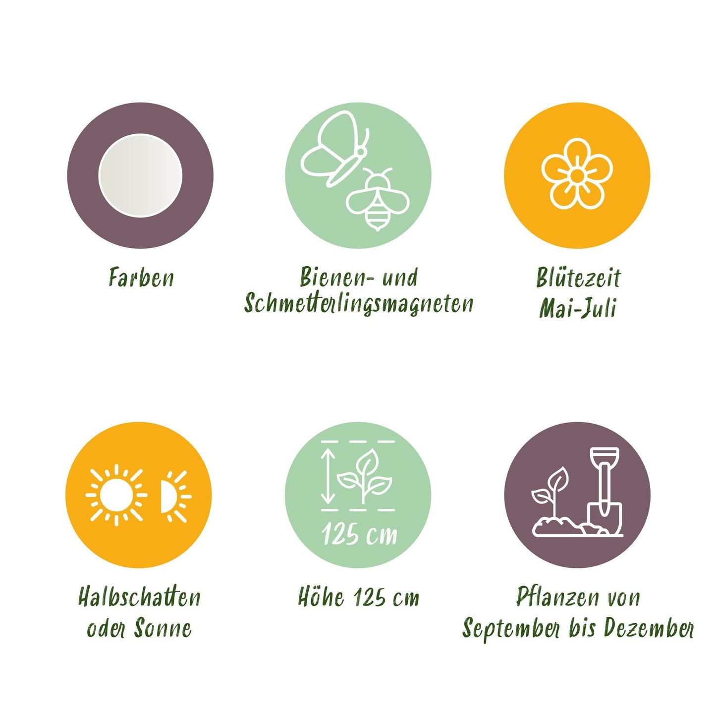 GreenboutiQ - Blumenzwiebeln - Allium Mount Everest - Farbe Weiß - 3 Stück - Zwiebelgröße 16/18 - XXL Pack 