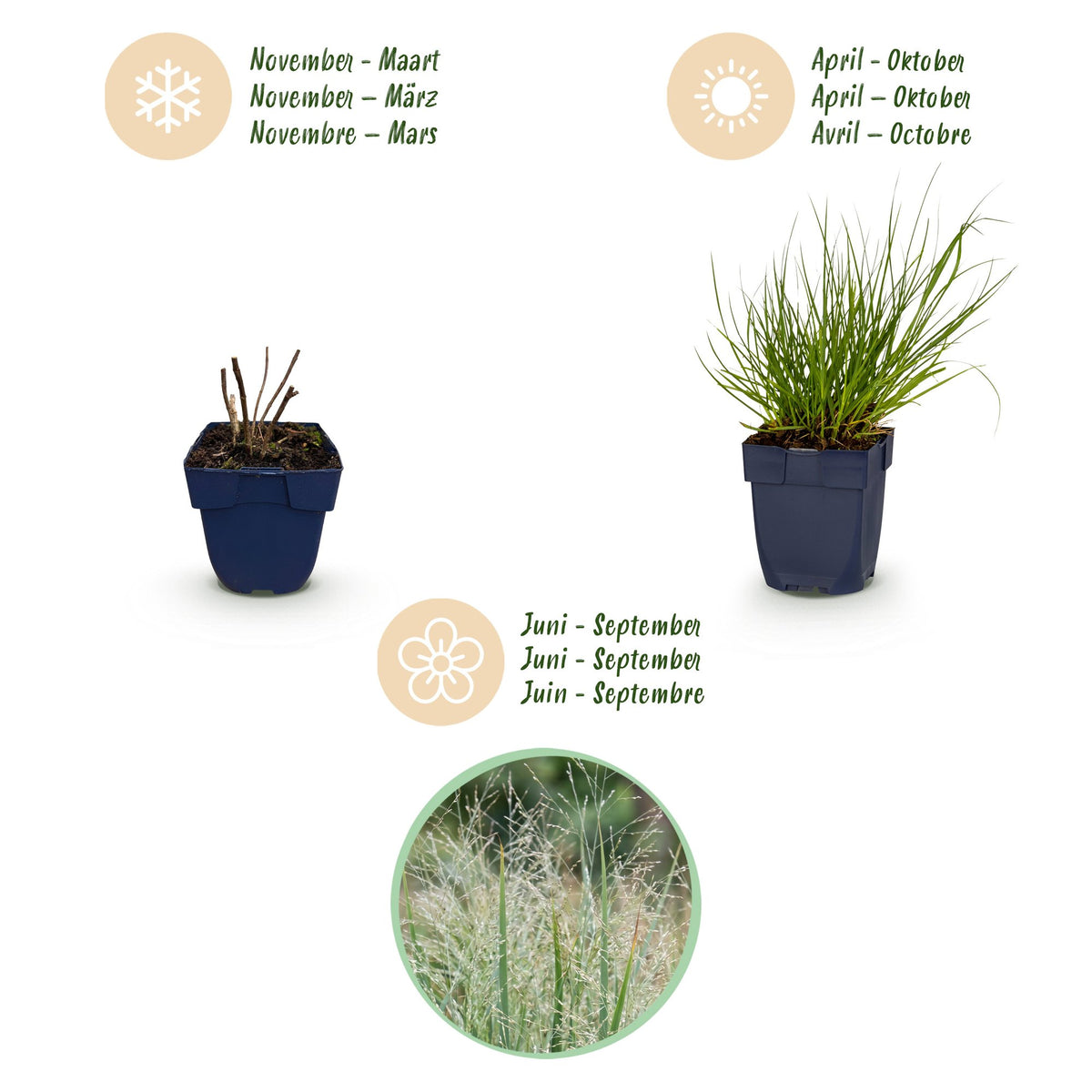 Rutenhirse 'Northwind' – Panicum virgatum 'Northwind' – Topf Ø11cm – Bienenfreundliche Staude für Garten & Balkon