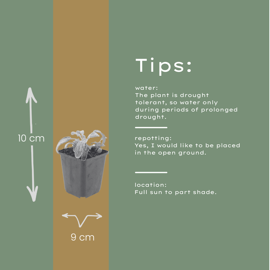 Stachys byzantina Silver Carpet – 12 Pflanzen – Ø9cm – Höhe 10-25cm – Winterharte Bodendecker Staude – Silberlaub – Trockenheitsresistent für Beet & Steingarten