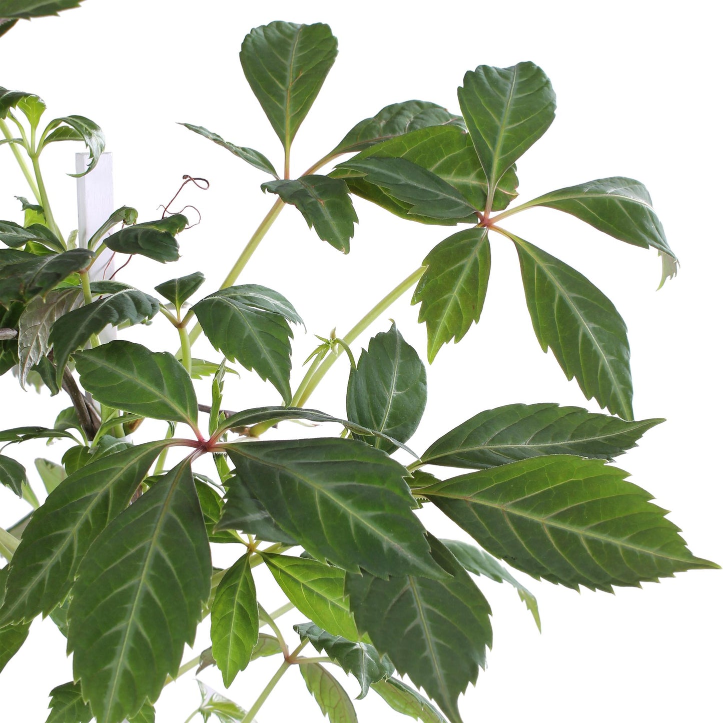 Jungfernrebe – Parthenocissus henryana – Ø15cm – ↕65cm – Farbintensive Kletterpflanze mit roter Herbstfärbung 