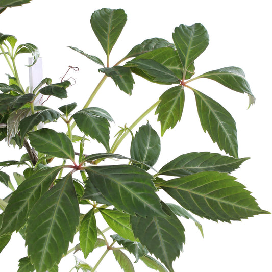 Jungfernrebe – Parthenocissus henryana – Ø15cm – ↕65cm – Farbintensive Kletterpflanze mit roter Herbstfärbung 