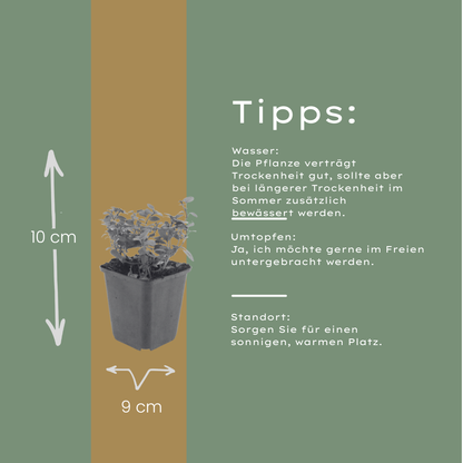 Origanum laevigatum Herrenhausen – 48 Pflanzen – Ø9cm – Höhe 10-25cm – Winterharter Zieroregano – Bienenfreundlich – Für Beet, Steingarten & Präriegarten