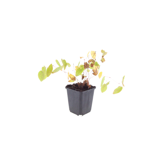 Elfenblume Epimedium × youngianum ‘Niveum’ – 6 Pflanzen – 10-25cm – Ø9cm – Weiße Schattenstaude – Winterharter Bodendecker für Garten & Gehölzrand