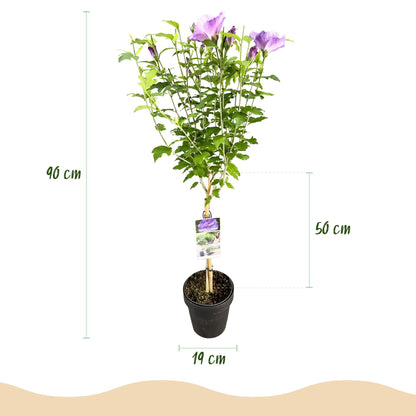 GreenboutiQ - Stamm Pflanze - Hibiscus syriacus Lavendor Chiffon® - Terrassen Pflanze - Laubabwerfend - Winterhart - Lila Blüte - Topf 19cm Höhe 90cm 