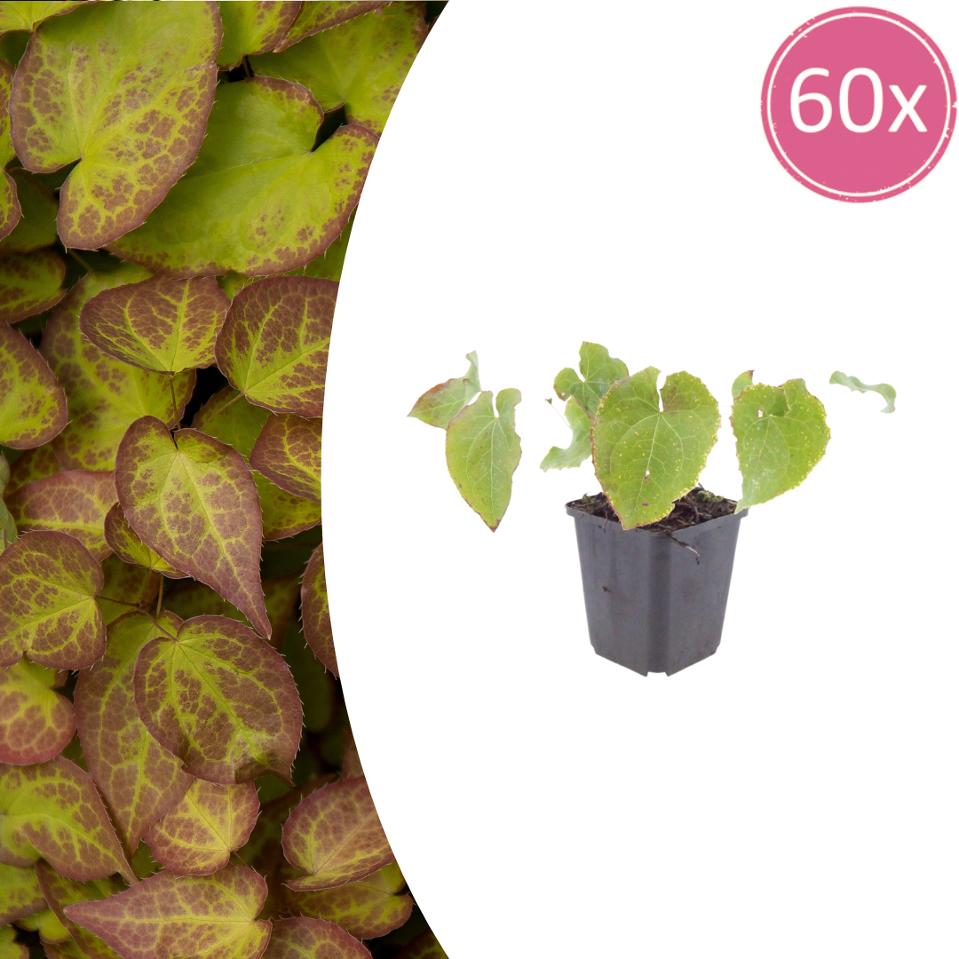 Elfenblume Epimedium perralchicum Frohnleiten – 60 Pflanzen – Wintergrüne Staude für Schatten & Halbschatten – Bodendecker für Garten & Beet – 10-25cm – Ø9cm – Pflegeleicht