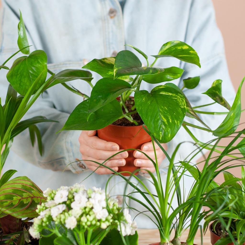 Zimmerpflanzen 6er Set + Viber Schwarz – Save Me Box – Überraschungs-Zimmerpflanzen mit Biologisch Abbaubaren Töpfen – Pflegeleicht & Dekorativ 