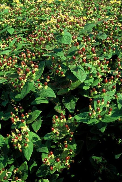 Johanniskraut Hypericum inodorum 'Beauty' – ↕10-25cm – Ø9cm – 40 Pflanzen – Blühender, kompakter Strauch für Beet, Bodendecker & Topf – Winterhart & bienenfreundlich