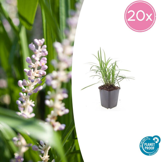 Glöckchentraube - Liriope muscari 'Monroe White' - ↕10-25cm - Ø9cm - 20 Pflanzen – Immergrüner Bodendecker – Winterhart & Pflegeleicht