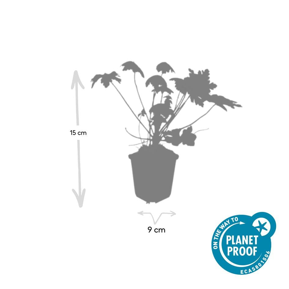 Felsen-Storchschnabel Geranium macrorrhizum 'Spessart' – Winterharter Bodendecker – 12 Pflanzen – Ø9 cm Töpfe – Höhe 10-25 cm – Weiße Blüten & grünes Laub – Ideal für Steingärten & Beete