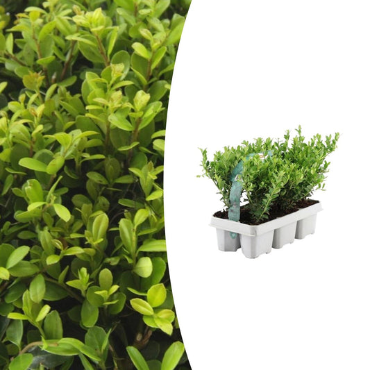 Ilex crenata 'Jenny' – Stechpalme Sträucher – Ø7cm – ↕15cm – 6 Pflanzen – Immergrün, Pflegeleicht & Winterhart – Buchsbaum-Alternative