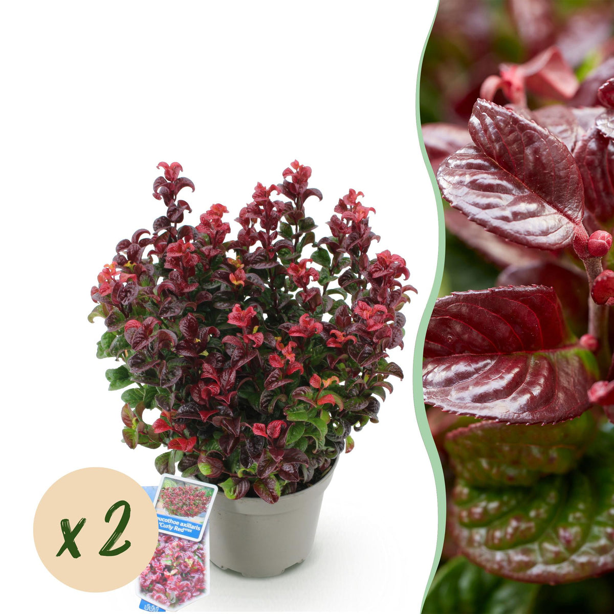 GreenboutiQ - Gartenpflanze - Leucothoe Curly Red - Rot - 2 Pflanzen - Immergrün - Wenig Pflege - Topf 17cm Höhe 40cm 