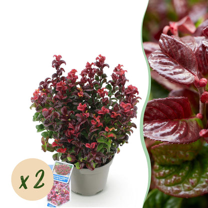 GreenboutiQ - Gartenpflanze - Leucothoe Curly Red - Rot - 2 Pflanzen - Immergrün - Wenig Pflege - Topf 17cm Höhe 40cm 