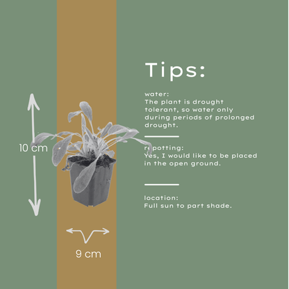 Stachys byzantina Eselsohren – 48 Pflanzen – Ø9cm – Höhe 10-25cm – Silberlaub Bodendecker für sonnige Beete, Steingarten & Randbepflanzung - Oasis of Life