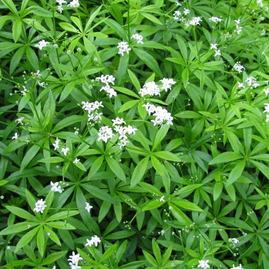 Galium odoratum Waldmeister – 60 Pflanzen – Ø9cm – Höhe 10-25cm – Duftender Bodendecker – Weiße Blüten – Schattenstaude für Garten & Unterpflanzung