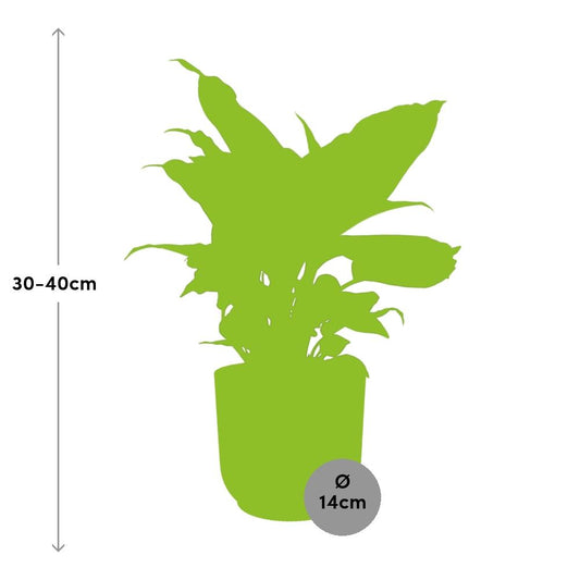 Dieffenbachia ‘Camilla’ – Zimmerpflanze im 14cm Topf – Luftreinigende Zimmerpflanze – Halbschattiger Standort – Pflegeleicht – Tropisches XXL-Laub 