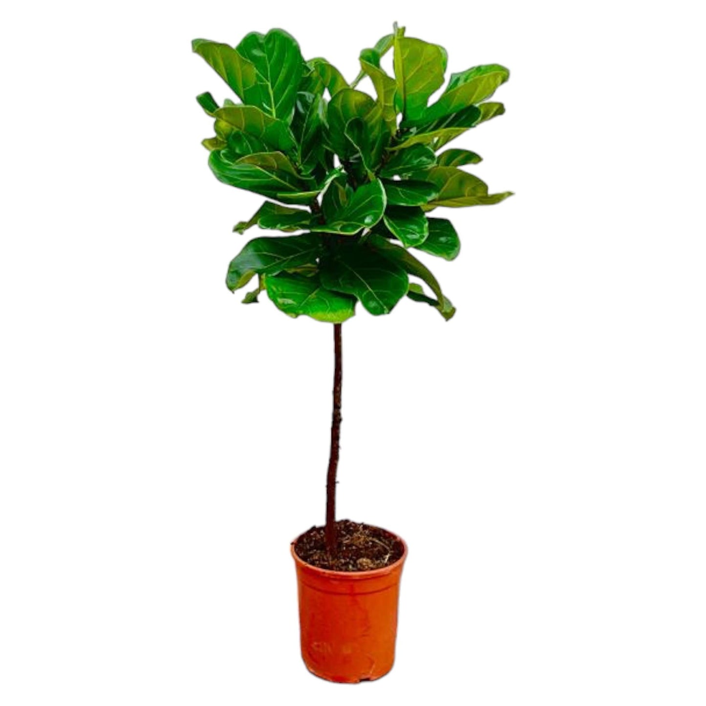 Ficus Lyrata – Geigenfeige – ca. 130cm hoch – Ø24cm – Zimmerpflanze mit Stamm – Groß, dekorativ & luftreinigend – Für Wohnzimmer, Büro & Wintergarten 