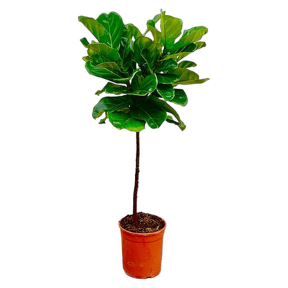 Ficus Lyrata – Geigenfeige – ca. 130cm hoch – Ø24cm – Zimmerpflanze mit Stamm – Groß, dekorativ & luftreinigend – Für Wohnzimmer, Büro & Wintergarten 