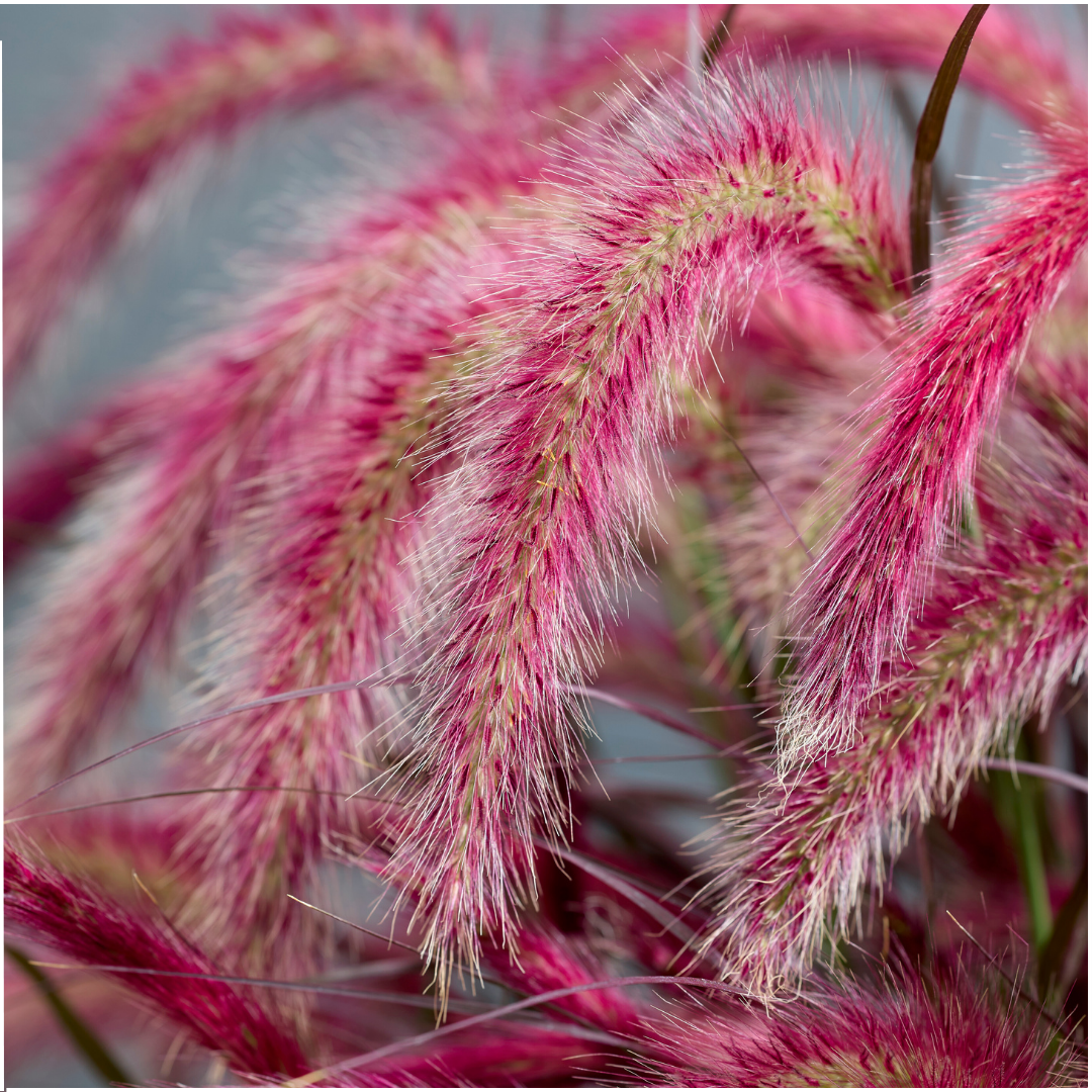 Pennisetum ‘Tiny Tails’ – kompaktes Lampenputzergras – 2 Pflanzen – Ø15cm – ↨40-50cm – winterhart & pflegeleicht – Ziergras für Garten, Kübel & Beete 
