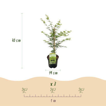 Japanischer Ahorn – Acer palmatum 'Emerald Lace' – 2 Pflanzen – je ca. 70 cm hoch – Topf Ø19 cm – fein geschnittenes Laub – Balkon- & Gartenpflanze 