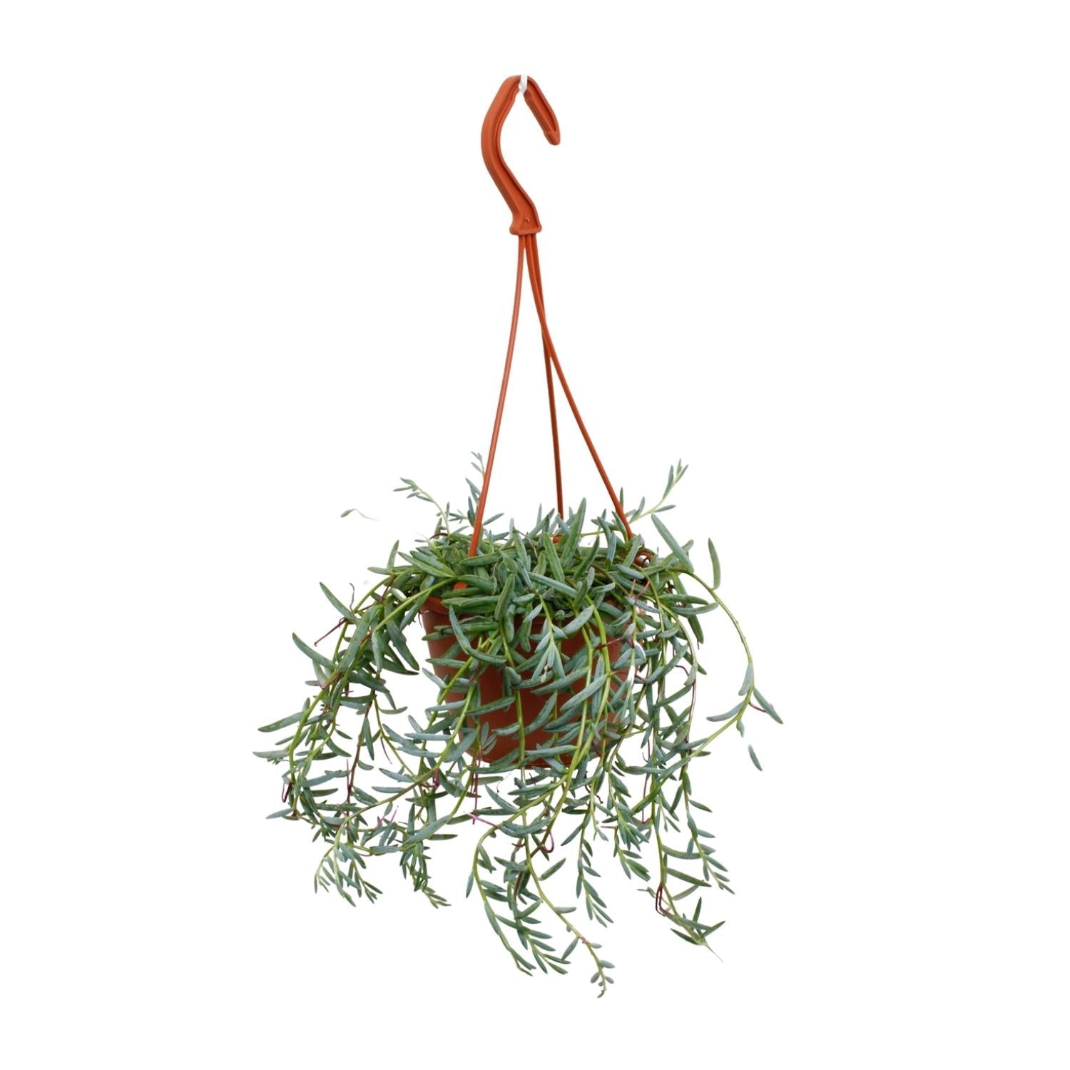 Senecio Hallianus - Ø12cm - ↕25cm 