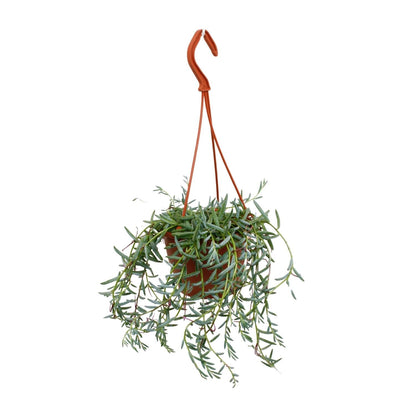 Senecio Hallianus - Ø12cm - ↕25cm 