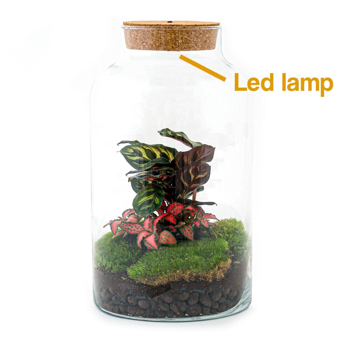 Flaschengarten - DIY Bausatz - Terrarium - Milky Calathea mit LED - ↕31cm