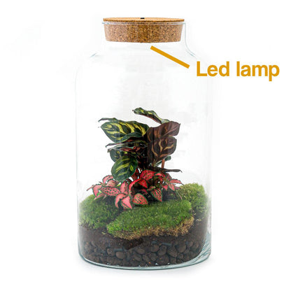 Flaschengarten - DIY Bausatz - Terrarium - Milky Calathea mit LED - ↕31cm