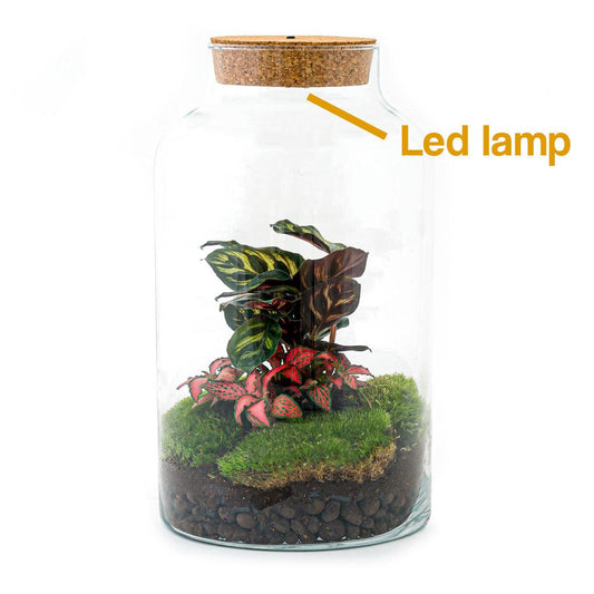 Flaschengarten - DIY Bausatz - Terrarium - Milky Calathea mit LED - ↕31cm