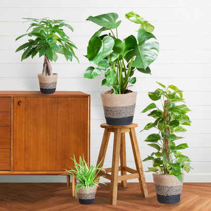 Pflegeleichter Pflanzkasten + Korb Lissabon schwarz – Ø12cm – 4 Zimmerpflanzen – Easy Plant Box – Nachhaltiger Jutekorb 