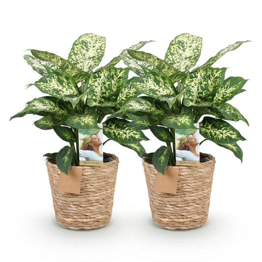 Green boutiQ - Zimmerpflanzen - Diefenbachia Compacta - Dieffenbachia - Wenig Pflege - mit Korb - Bunt - 2 Pflanzen - Topf 17cm - Höhe 45-50cm 