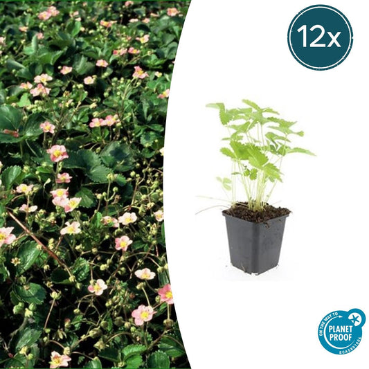 Wald-Erdbeere – Fragaria vesca – ↑10-25cm – Ø9cm – 12 Pflanzen – Bodendecker, essbare Früchte, pflegeleicht & winterhart