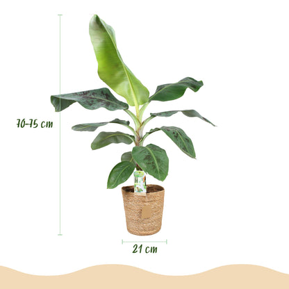 Green boutiQ - Zimmerpflanzen - Musa acuminata Dwarf Cavendisch - Bananenpflanze - Wenig Pflege - mit Korb - Grün - 1 Pflanze - Topf 21cm - Höhe 70-75cm 