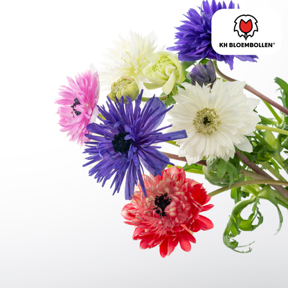 Blumenzwiebeln Anemonen – Anemone coronaria ‘Double’ – 30 Pflanzen – bunte Knollenmischung – ↕25-35cm – Frühlingsblüher für Beete, Töpfe & Schnittblumen 