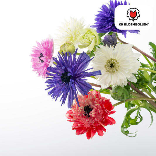 Blumenzwiebeln Anemonen – Anemone coronaria ‘Double’ – 30 Pflanzen – bunte Knollenmischung – ↕25-35cm – Frühlingsblüher für Beete, Töpfe & Schnittblumen 