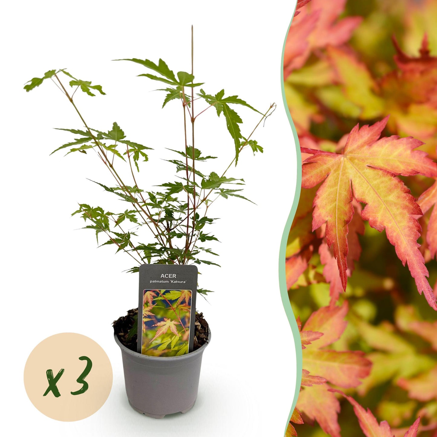 GreenboutiQ - Gartenpflanze - Acer palmatum Sangokaku - Grün - 3 Pflanzen - Blattabwerfend - Wenig Pflege - Topf 12cm Höhe 35cm 