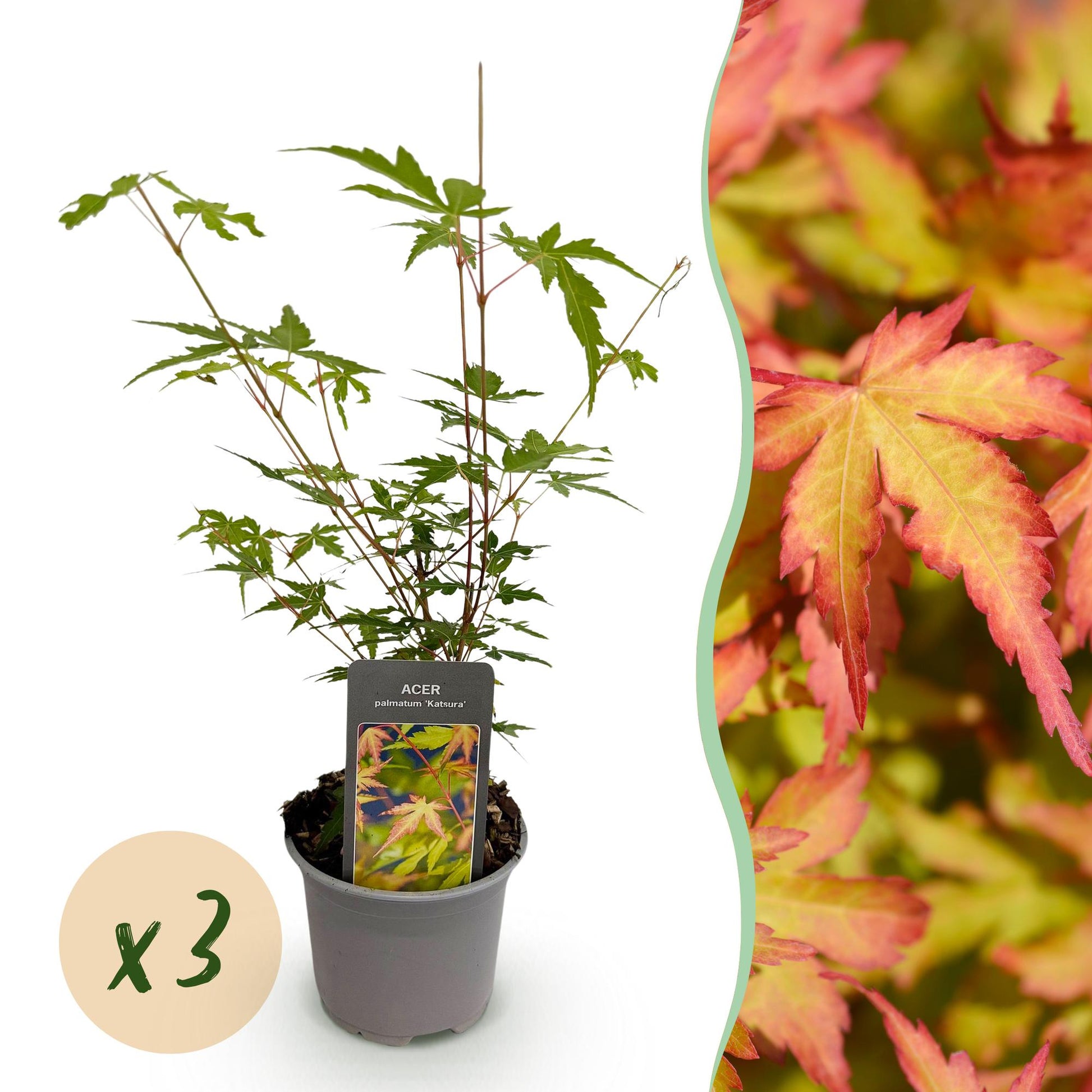 GreenboutiQ - Gartenpflanze - Acer palmatum Sangokaku - Grün - 3 Pflanzen - Blattabwerfend - Wenig Pflege - Topf 12cm Höhe 35cm 