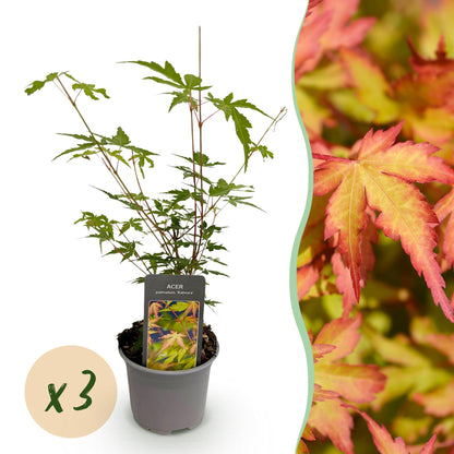 GreenboutiQ - Gartenpflanze - Acer palmatum Sangokaku - Grün - 3 Pflanzen - Blattabwerfend - Wenig Pflege - Topf 12cm Höhe 35cm 