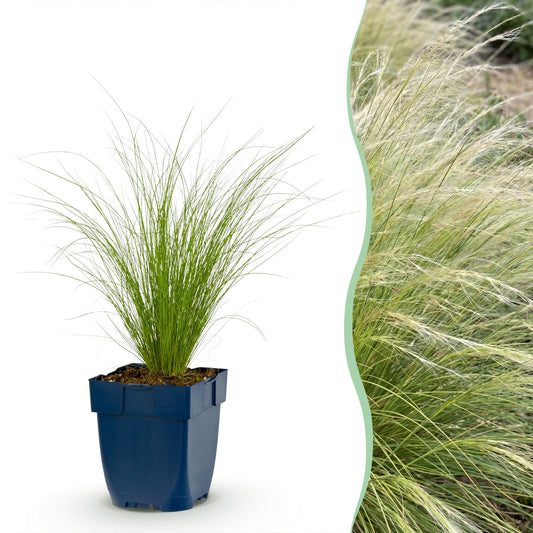 Federgras 'Ponytails' – Stipa tenuissima 'Ponytails' – 6 Pflanzen – Topf Ø11cm – Staude für Garten & Balkon