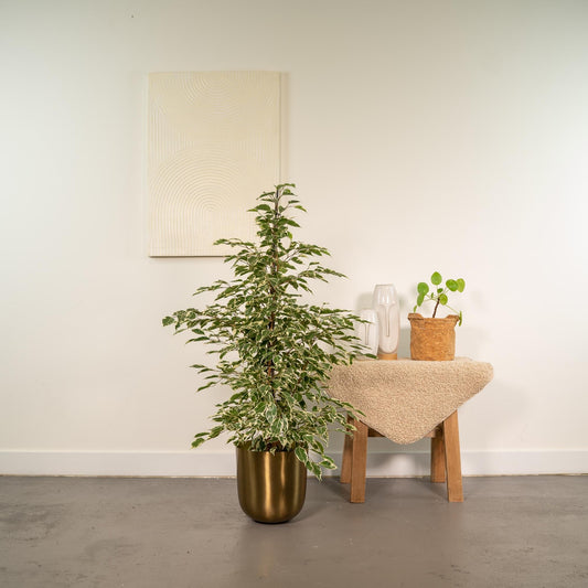 Ficus benjamina Twilight - Ø21cm - ↕95cm + Topf Mayk Gold 