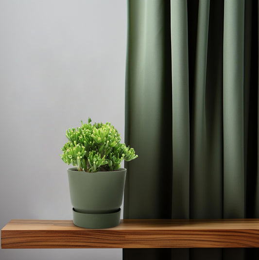 Crassula Hobbit – Ø23cm – ↕35cm – Jade-Pflanze mit fleischigen Blättern – Pflegeleicht & dekorativ – Sukkulente für Innenräume – Für Fensterbank, Büro & Wohnzimmer 
